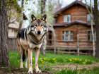 Волки вышли к людям в Волгоградской области