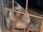Спасенного из фоторабства дагестанского медвежонка усыновили в Волгограде