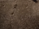 Сотни лягушек замечены на дороге под Волгоградом - видео