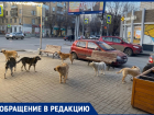 Стая собак преследует волгоградцев в Ворошиловском районе