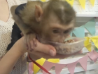 В волгоградском зоопарке обезьяна требует гречку с мясом, отказываясь от бананов