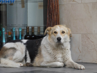 Чиновники раздадут волгоградцам деньги за помощь с бездомными собаками