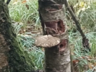Новый гриб нашли ученые на юге России: сорвал его — плати миллион