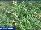 В центре Волгограда жильцы больше 40 лет благоустраивали двор: УК обрекла растения умирать 