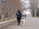 Правила выгула собак ужесточены в Волгограде