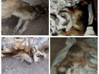 «Трясутся в конвульсиях и визжат»: щенка забрали на вскрытие по делу о догхантерах в Волгограде