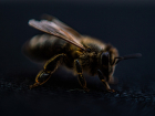 В Волгоградской области исчезает редкий вид пчел 