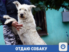 Пуша ищет дом в Волгограде