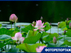 Редкие розовые лотосы зацвели в Волгоградской области 