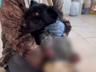 Собаку с обрубленными лапами спасают в Волгограде
