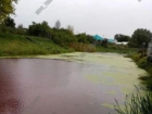 В кровавую реку превратился водоем под Волгоградом: люди бьют тревогу 