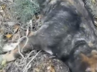 "Их продолжают убивать": труп собаки со связанными лапами нашли в Волгограде
