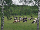 Больных коров с опасным молоком нашли под Волгоградом