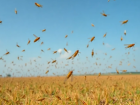 Полчища саранчи надвигаются на Волгоград 