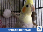 Очаровательный попугай Ричи ищет заботливые ручки и интересного собеседника