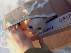 В Волжском живодеры выбросили котенка в коробке с мусором на 18-градусный мороз 