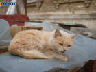 Кошка-переносчица бешенства разгуливала под Волгоградом