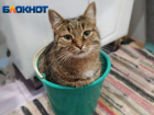 О локальном отключении воды предупредили жителей центра Волгограда