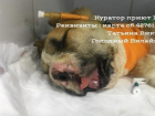  Еще одну операцию по вживлению тоннелей пережил щенок с огнестрельным ранением из Волгограда