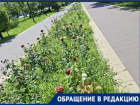 Аллея роз засыхает на обновленном за 46 млн проспекте Жукова в Волгограде