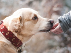 «Все загажено»: волгоградцы жалуются на беспредел домашних собак и их владельцев в Парке Памяти