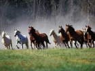 Контрабандных лошадей задержали на границе Волгоградской области 