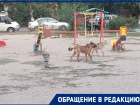 «Ребенок боится ходить в школу»: 13 бездомных собак держат в страхе волгоградские многоэтажки