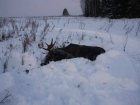 Браконьеры отработают убийство лося в Волгоградской области 