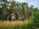 В волгоградских лесах официально разрешили строить гостиницы и бизнес-центры