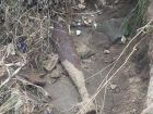 В опасном овраге после размыва грунта у многоэтажки на Тулака волгоградцы нашли боеприпас