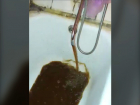 Житель севера Волгограда похвастался собственной нефтяной скважиной в ванной