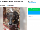 Пса-собутыльника Макара продают за 100 тысяч рублей в Волгограде