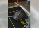 Волгоградский сторож продает за 100 тысяч рухнувший возле него метеорит 