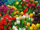 В Волгограде за осень высадят более 75 тысяч тюльпанов