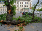 Тотально вырубить в городе старые деревья призвал статусный волгоградец