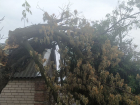 Дерево рухнуло в Волгограде и зависло над землей - видео