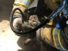В Волгограде в горящей квартире спасли котёнка: фото и видео