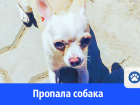 Не можем найти чихуахуа