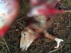 Стая волков напала на хутор в Волгоградской области