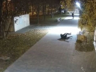 Сломали саженцы и систему полива: двое молодчиков разгромили сквер под Волгоградом 
