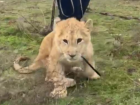 Спасенного львенка из Дагестана привезли в Волгоградскую область