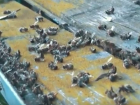 Владельцев пасек за день обанкротили, отравив тысячи пчел с помощью авиации в Волгоградской области