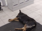 Бездомная собака в предбаннике «Магнита» разозлила волгоградку