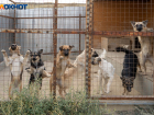 «Их выбросили у кладбища и переехали»: в Волгограде День бездомных животных показал все пороки общества