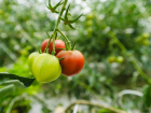 «Родной» вкус томатов родом из детства