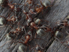 Аутсайдеры-муравьи распространились по Волгоградской области 