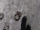  Волжан испугали странные следы на снегу