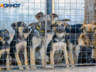 15 млн руб потратят на сокращение бездомных собак в Волгограде 