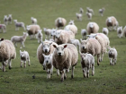 В Волгоградской области фермер расстрелял стадо овец конкурента
