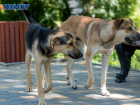 Волгоградцам запретили кормить собак возле подъездов
